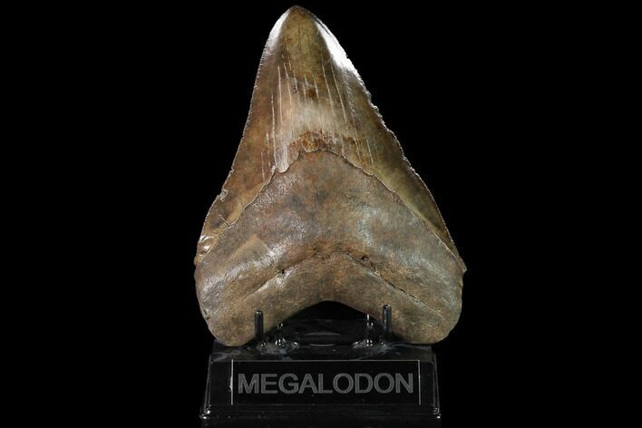 Serrated, Fossil Megalodon Tooth - Coffee Brown #145412